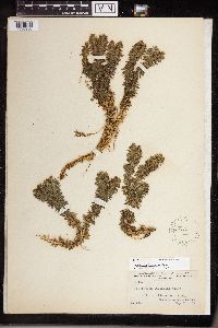 thumbnail image of current specimen