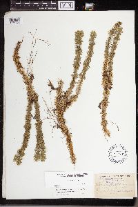 thumbnail image of current specimen