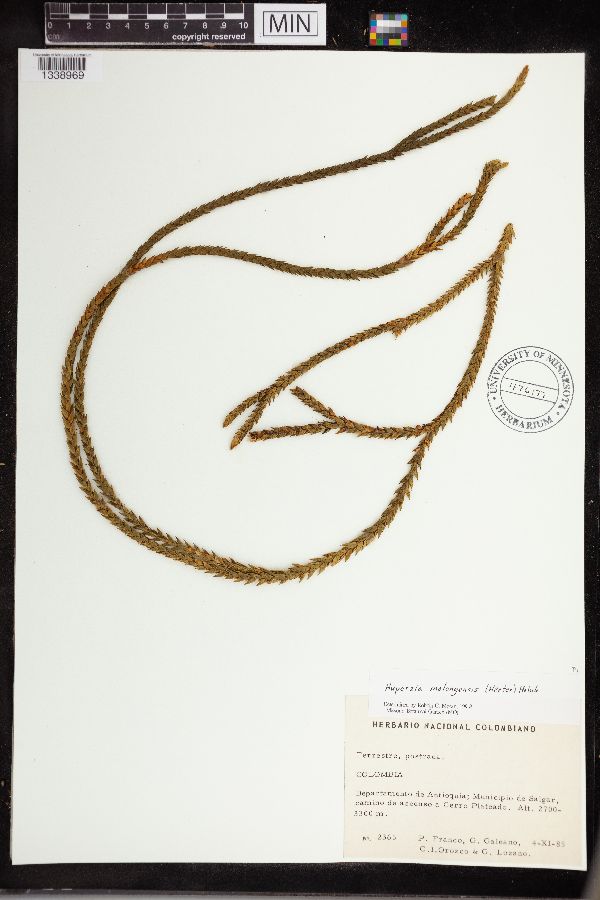 Huperzia molongensis image