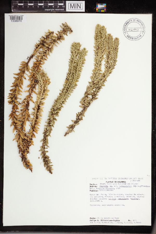 Huperzia brongniartii image