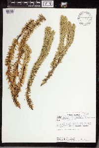 Image of Huperzia brongniartii