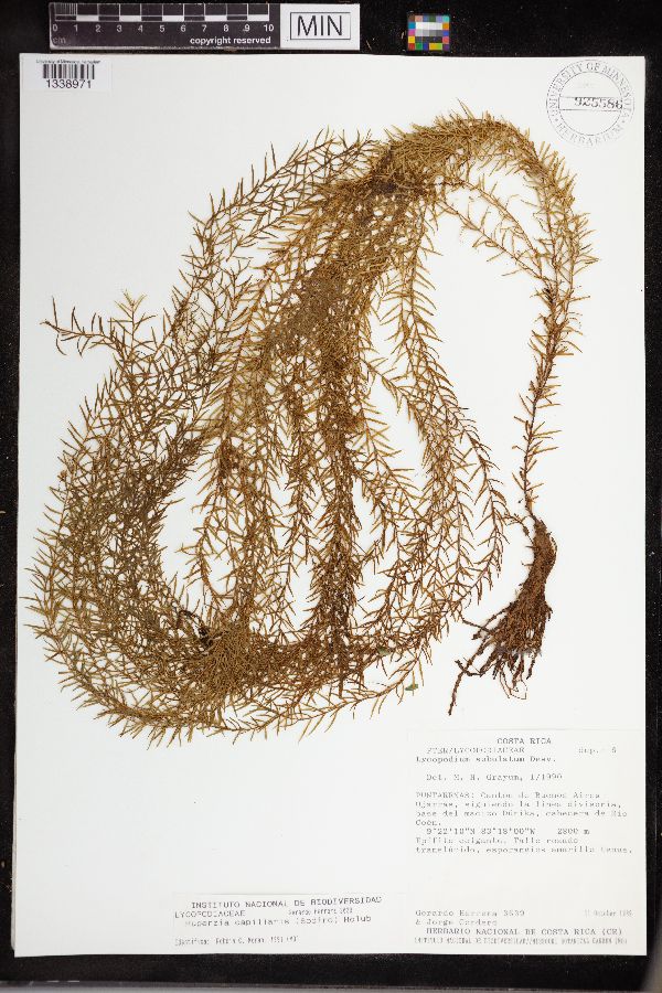 Huperzia capillaris image