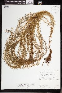 Image of Huperzia capillaris