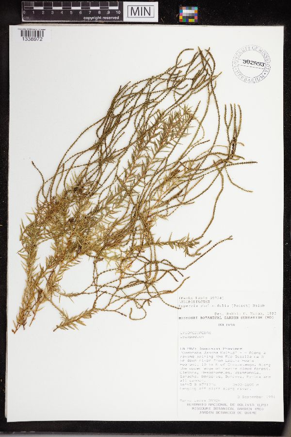 Huperzia phylicifolia image