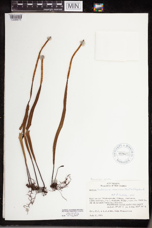 Hymenolepis spicata image