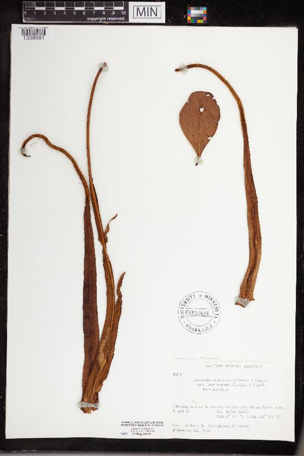 Hymenolepis squamata image