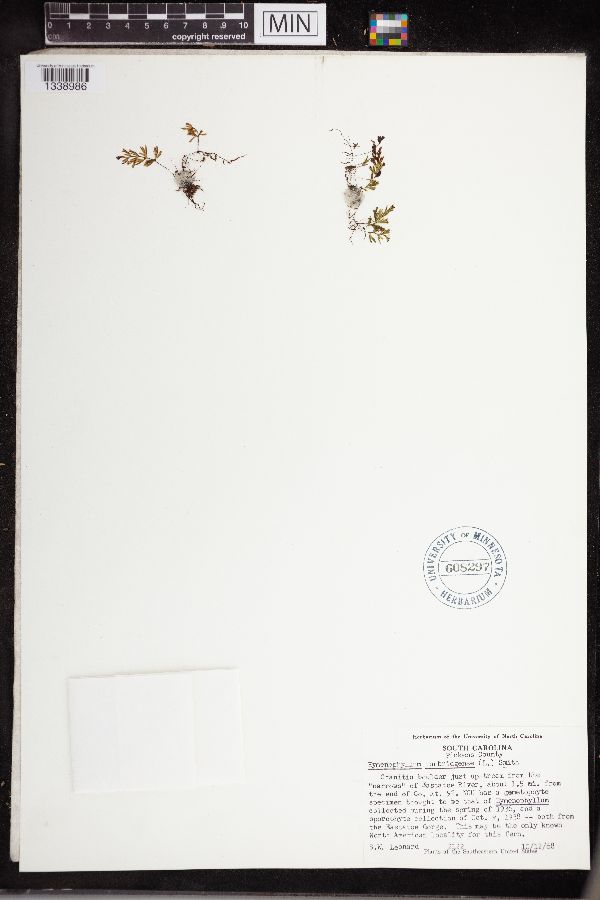 Hymenophyllum tunbrigense image