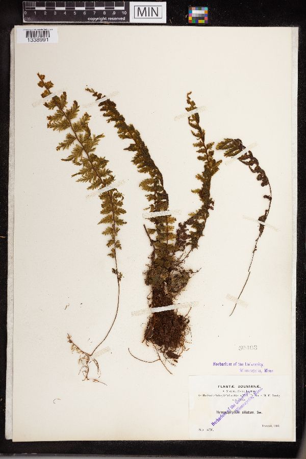 Hymenophyllum ciliatum image