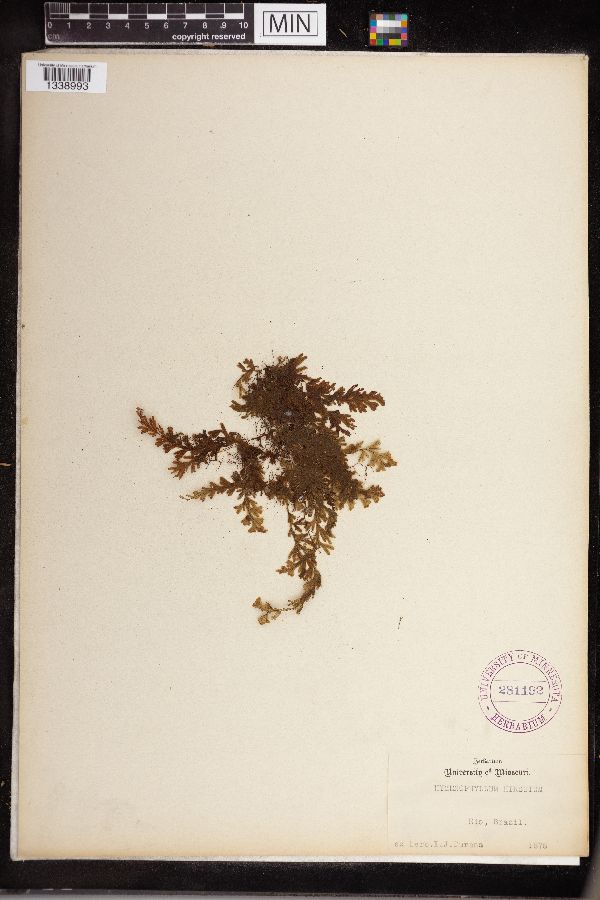Hymenophyllum hirsutum image