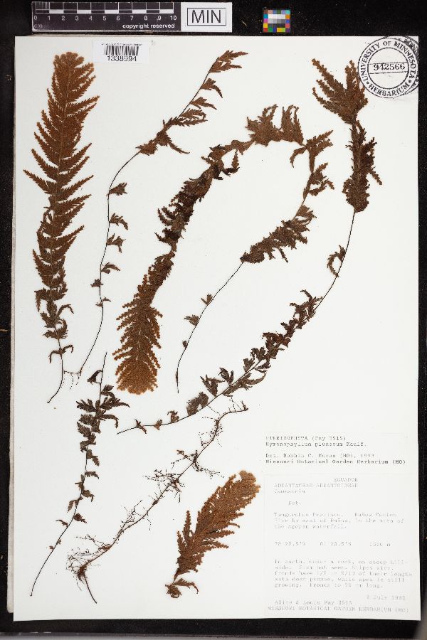 Hymenophyllum plumosum image