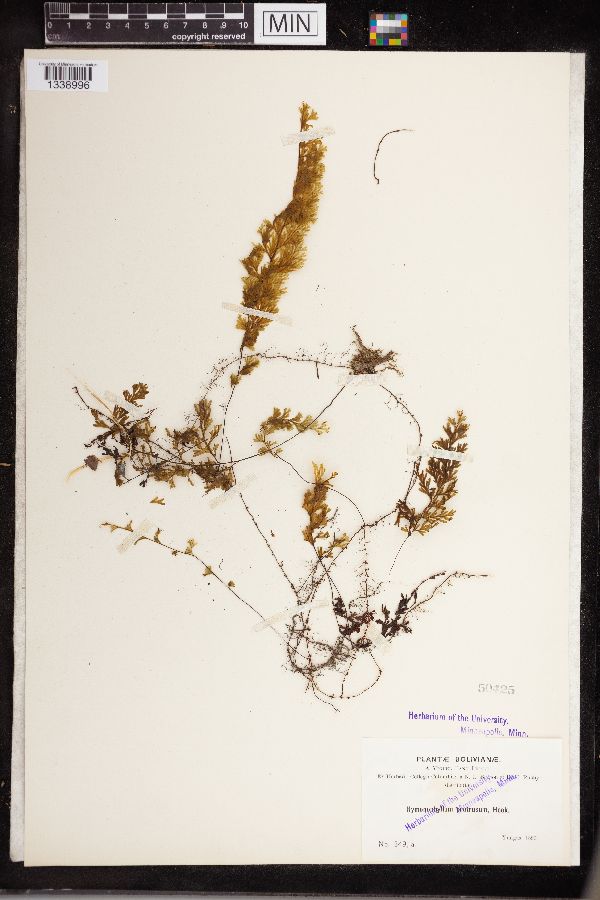 Hymenophyllum protrusum image