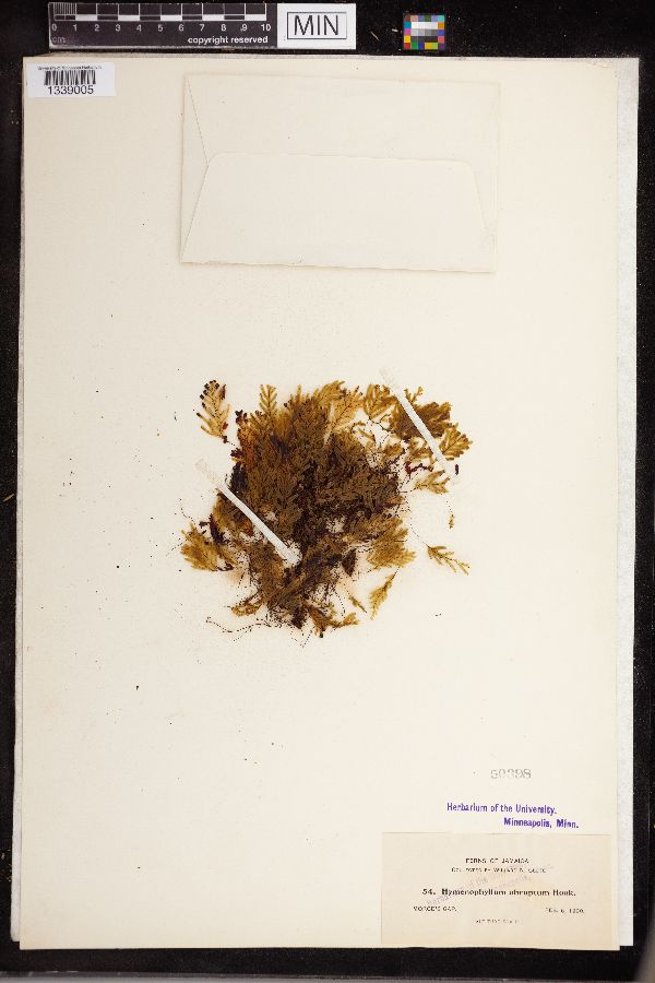 Hymenophyllum abruptum image