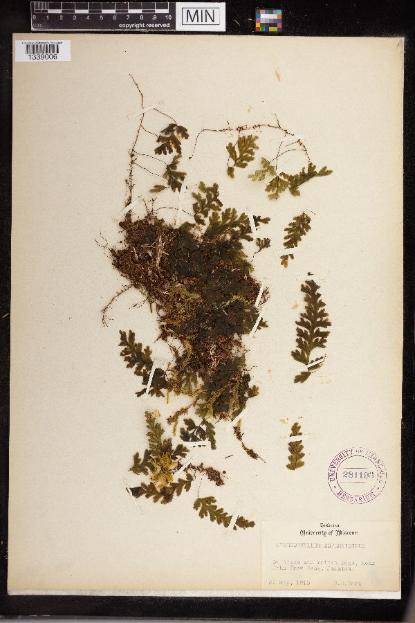 Hymenophyllum asplenioides image