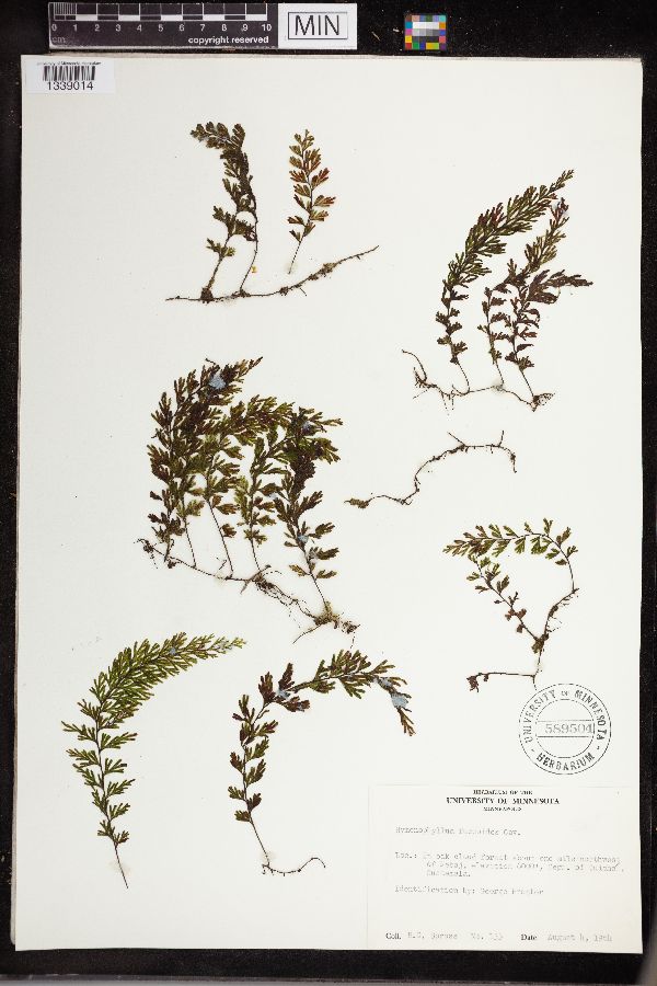 Hymenophyllum fucoides image