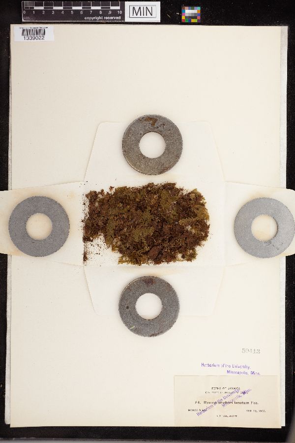 Hymenophyllum lanceolatum image