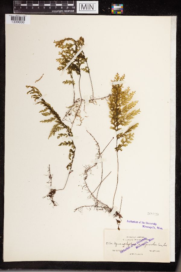 Hymenophyllum sanguinolentum image