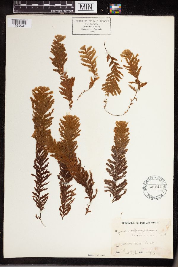 Hymenophyllum sericeum image