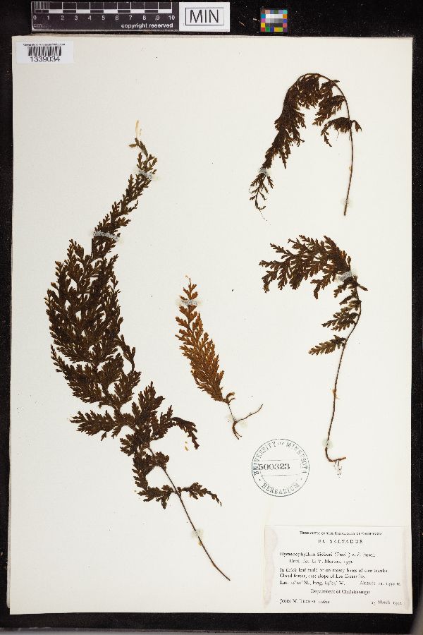 Hymenophyllum sieberi image