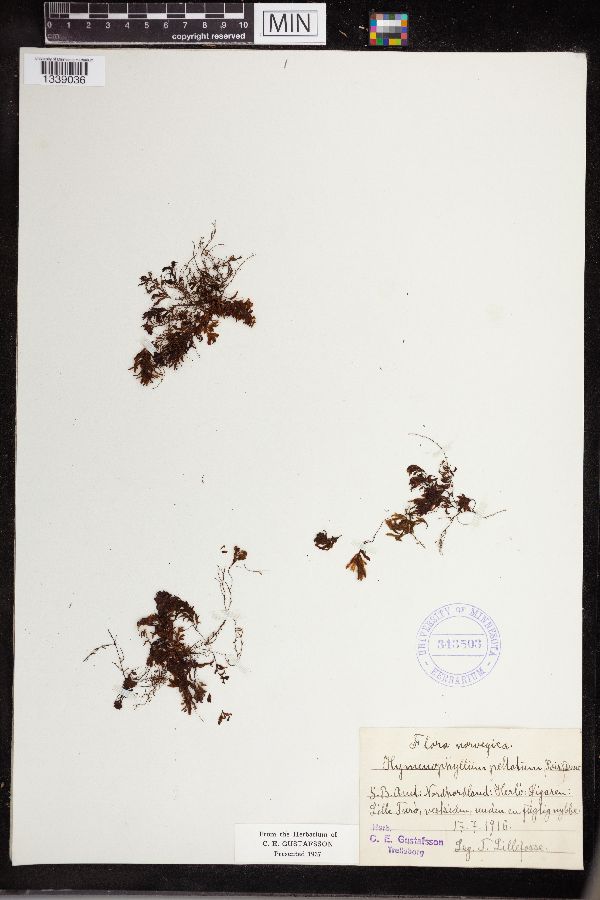Hymenophyllum peltatum image