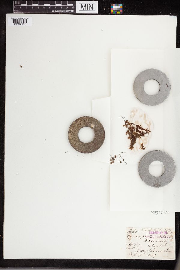 Hymenophyllum wilsonii image