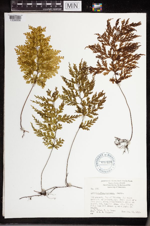 Hymenophyllum demissum image