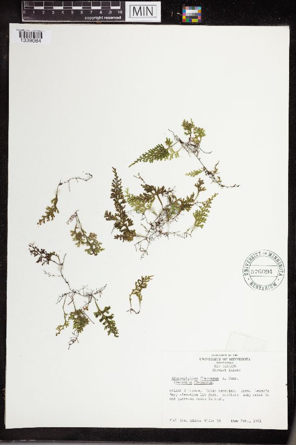 Hymenophyllaceae image