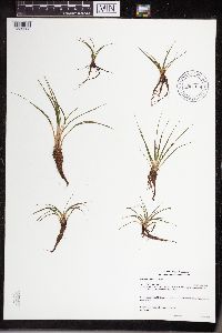 Isoetes echinospora image