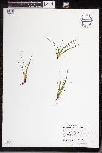 Isoetes echinospora image