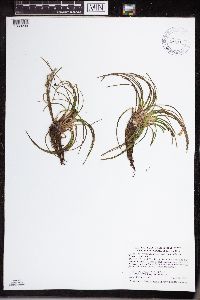 Isoetes echinospora image