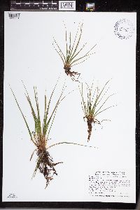 Isoetes echinospora image