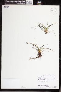 Isoetes echinospora image