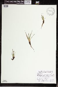 Isoetes echinospora image