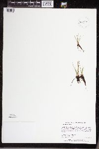 Isoetes echinospora image