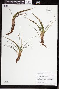 Isoetes echinospora image