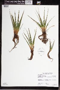 Isoetes echinospora image
