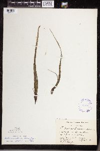 Isoetes echinospora image