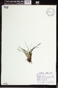 Isoetes echinospora image