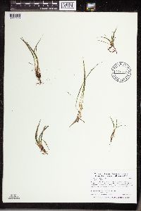 Isoetes echinospora image
