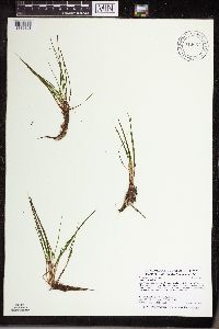 Isoetes echinospora image