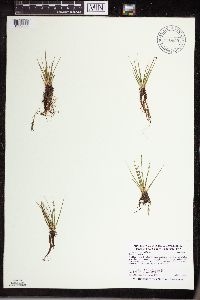 Isoetes echinospora image