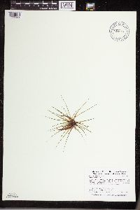 Isoetes echinospora image