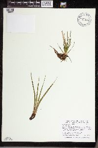 Isoetes echinospora image