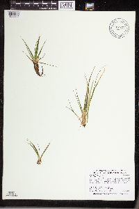 Isoetes echinospora image