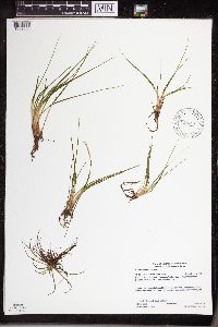 Isoetes echinospora image