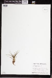 Isoetes echinospora image