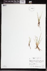 Isoetes echinospora image