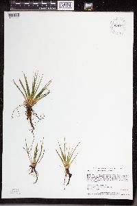 Isoetes echinospora image