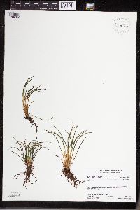 Isoetes echinospora image