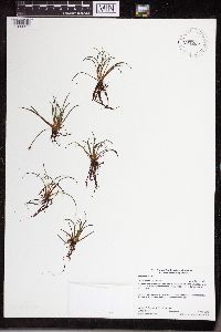 Isoetes lacustris image