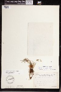 Isoetes lacustris image